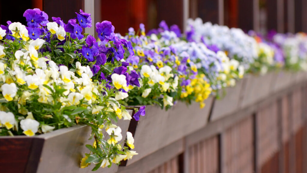 fiori estivi