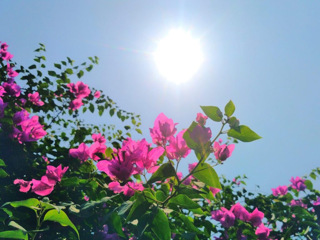 fiori rosa